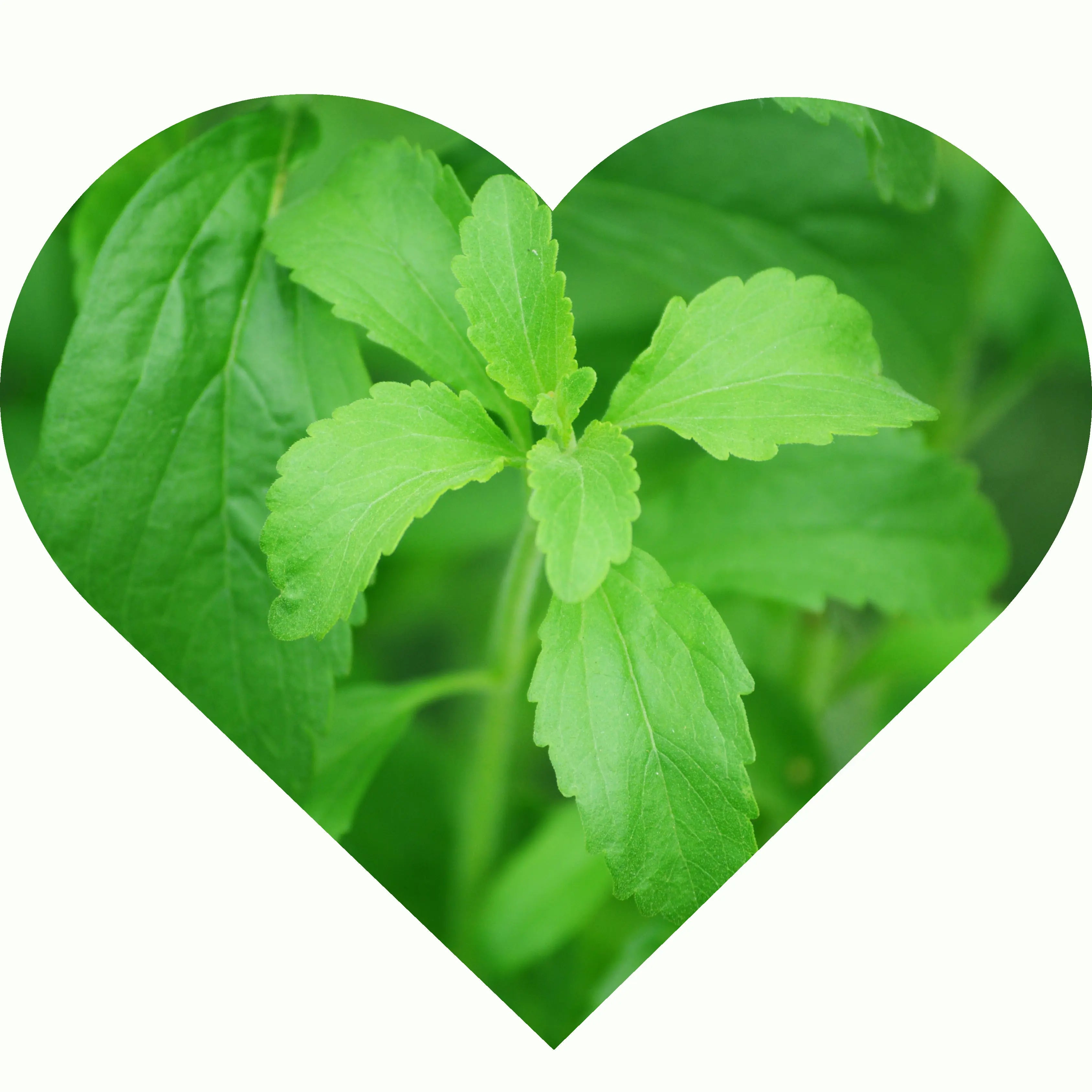 Stevia 